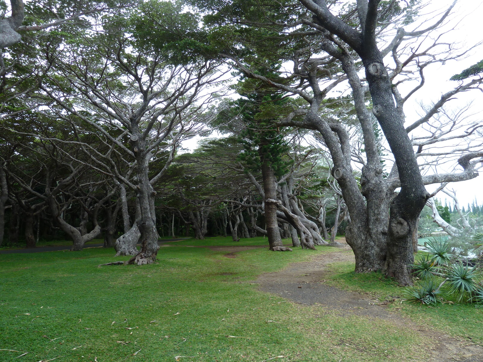 照片 新喀里多尼亚(New Caledonia) 松树岛(Ile des pins) 库托海滩(Kuto Beach) 2010-05 43