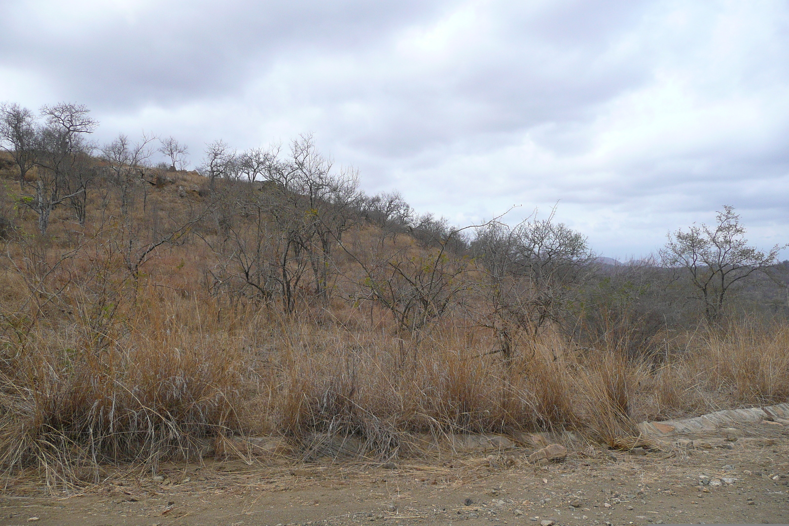 照片 南非(South Africa) 克鲁格国家公园(Kruger National Park) 2008-09 107