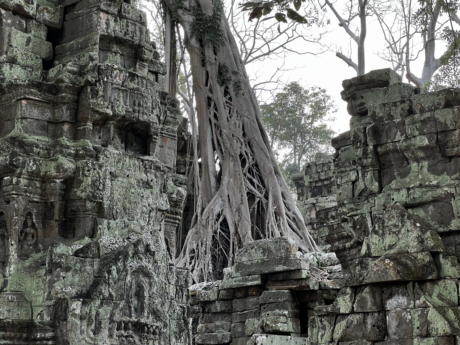 照片 柬埔寨(Cambodia) 暹粒(Siem Reap) 塔布茏寺(Ta Prohm) 2023-01 130