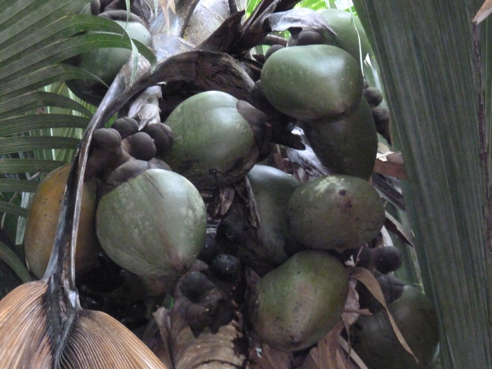 照片 塞舌尔(Seychelles) 五月谷(Vallee de Mai) 2011-10 26