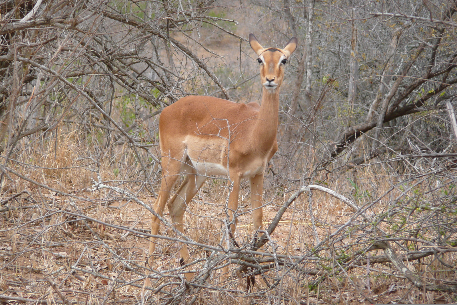 照片 南非(South Africa) 克鲁格国家公园(Kruger National Park) 2008-09 99