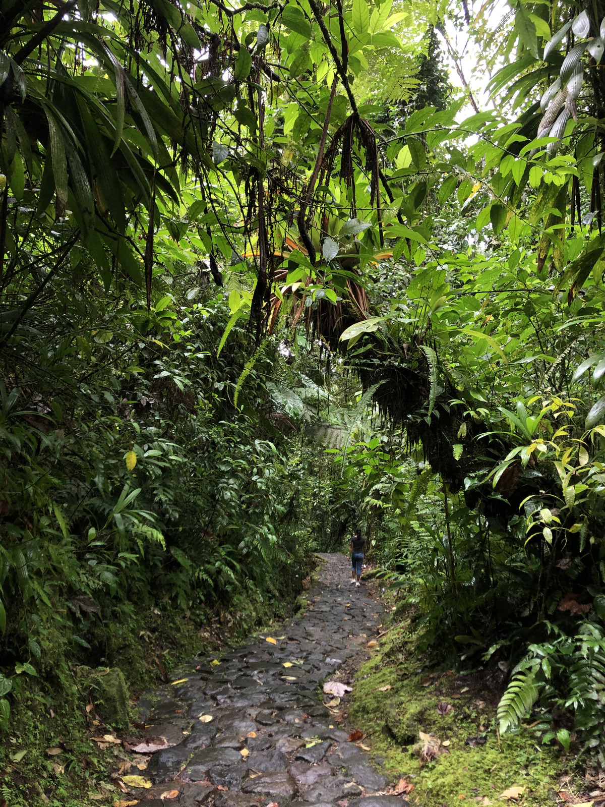 照片 瓜德罗普(Guadeloupe) 卡尔贝瀑布(Carbet Falls) 2021-02 36