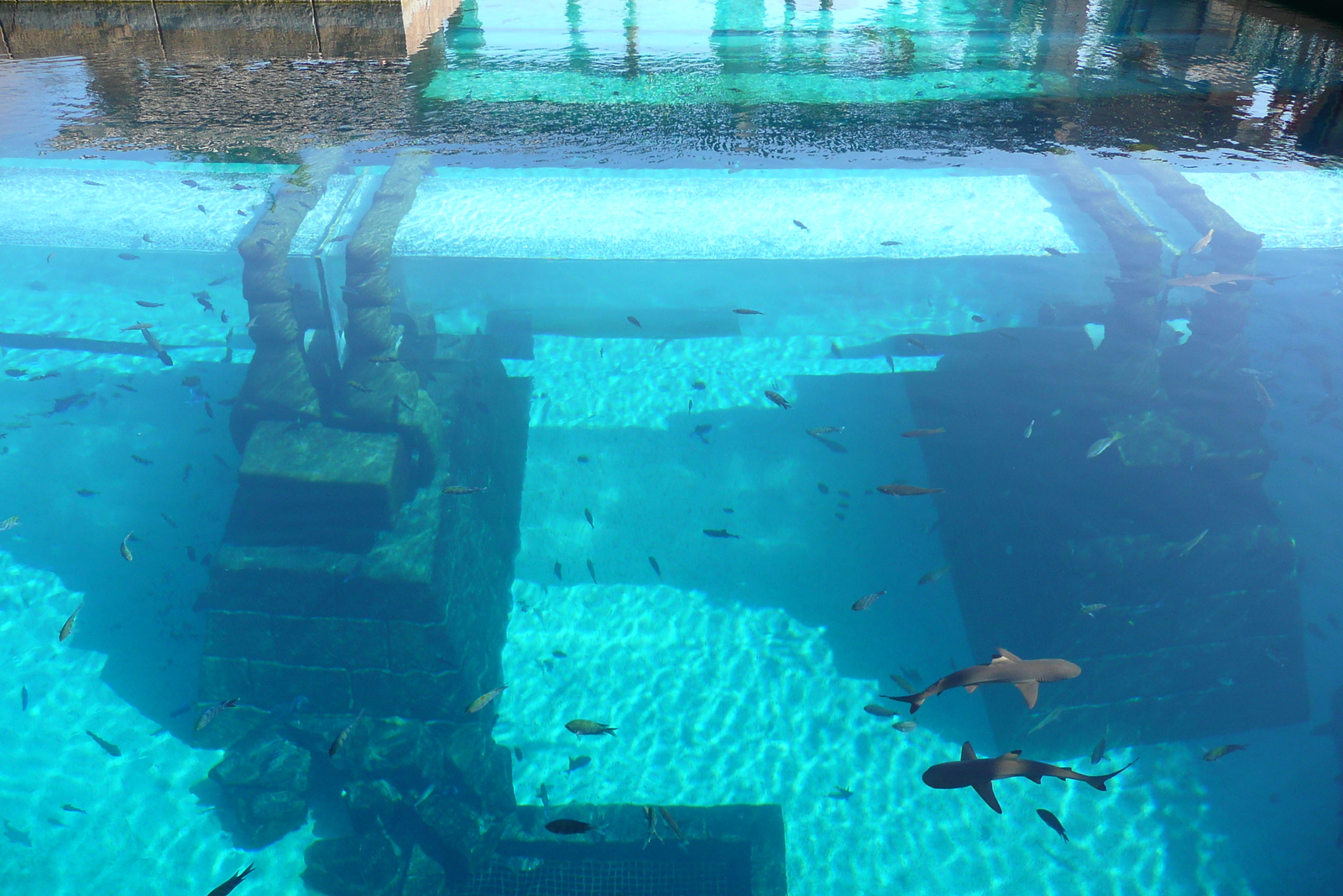 照片 阿联酋(United Arab Emirates) 迪拜(Dubai) 迪拜水世界(Dubai Aquaventure) 2009-01 28
