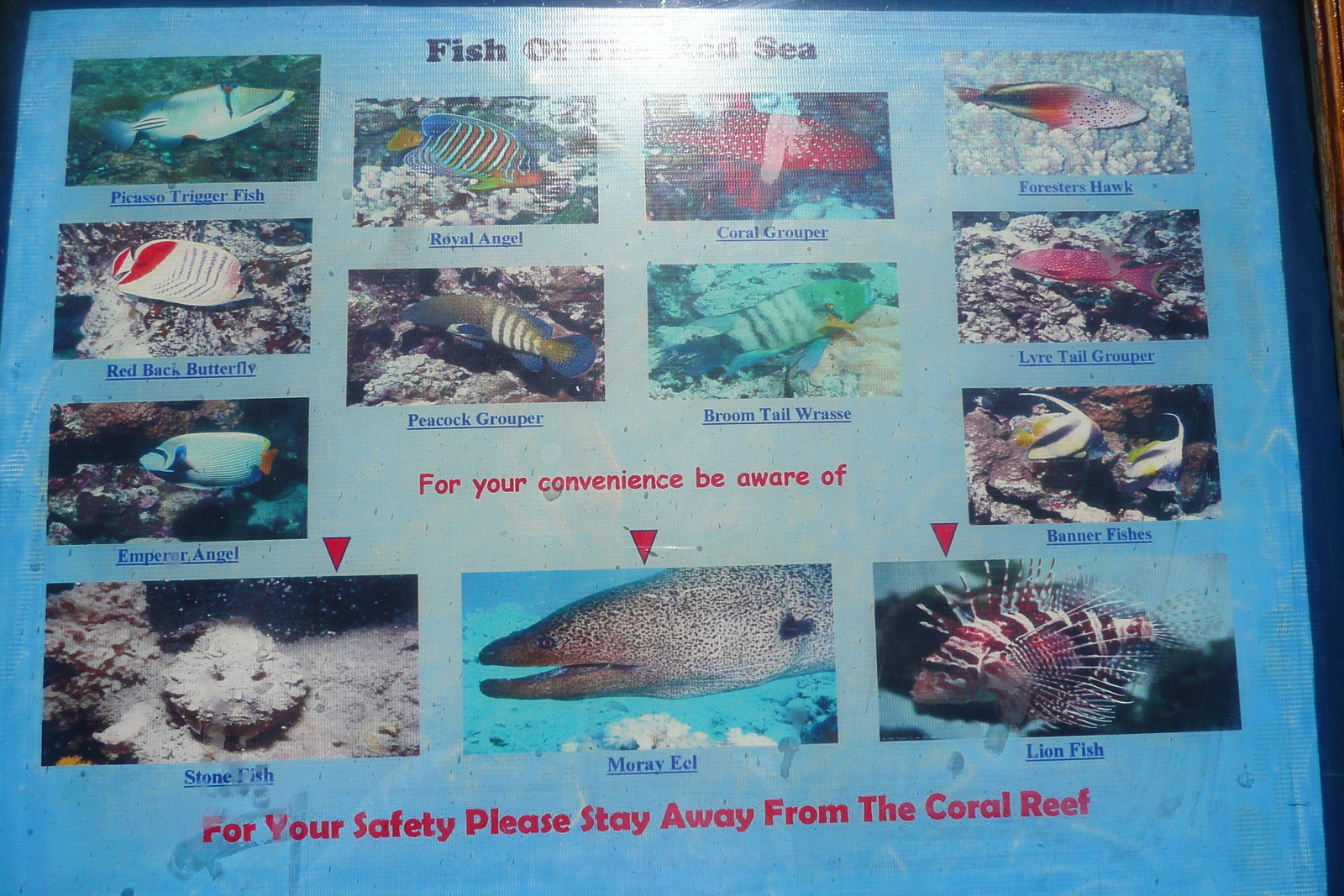 照片 埃及(Egypt) 沙姆沙伊赫(Sharm el Sheikh) 四季酒店(Four Seasons Hotel) 四季酒店海滩(Four Seasons Beach) 2008-06 60