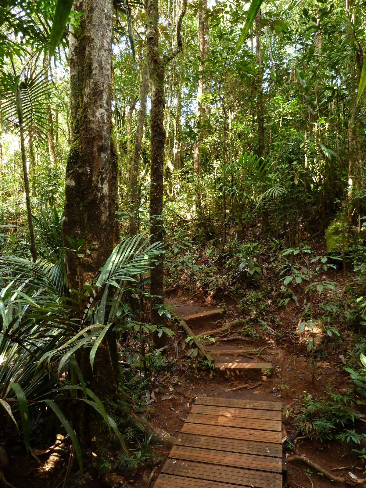 照片 新喀里多尼亚(New Caledonia) 蓝河公园(Parc de la Riviere Bleue) 大贝壳杉(Le Grand Kaori) 2010-05 30