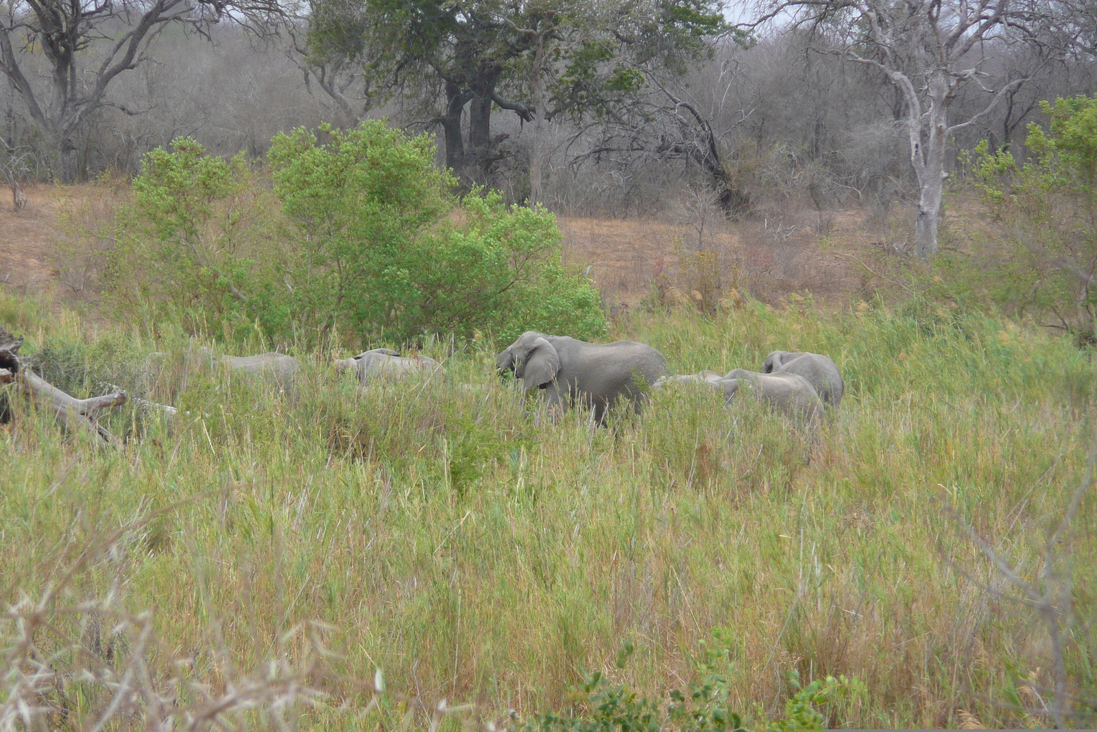 照片 南非(South Africa) 克鲁格国家公园(Kruger National Park) 萨布尔河(Sable River) 2008-09 90