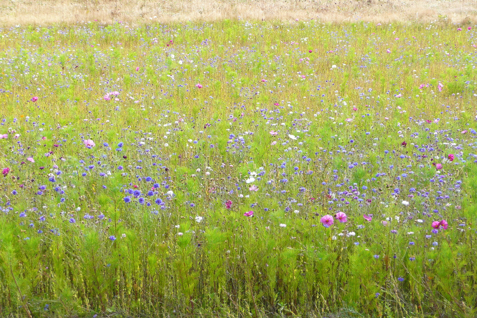 照片 法国(France) 圣菲利贝尔(Saint Philibert) 2008-07 17