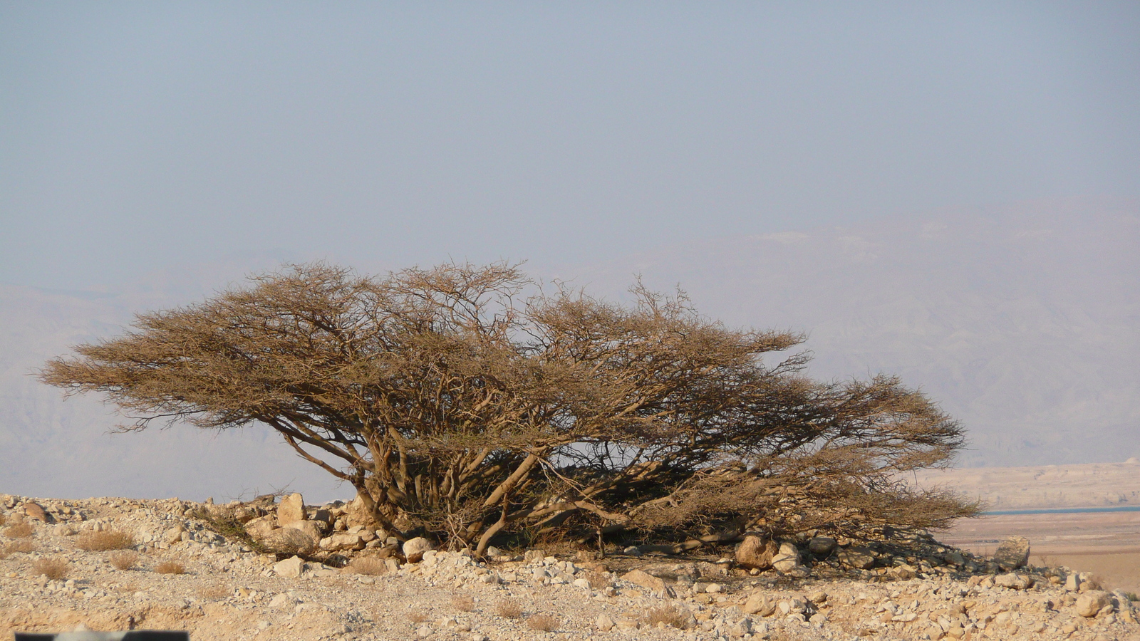 照片 以色列(Israel) 死海(Dead Sea) 2007-06 188