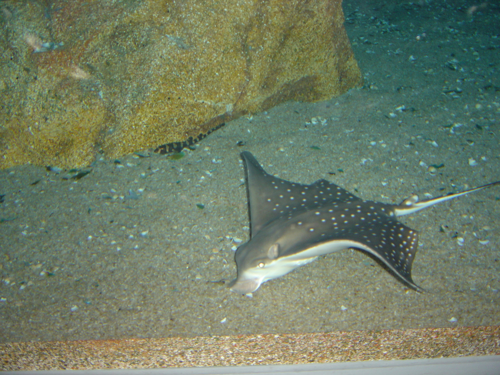 照片 泰国(Thailand) 曼谷(Bangkok) 暹罗海洋世界(Siam Ocean World) 2005-12 47