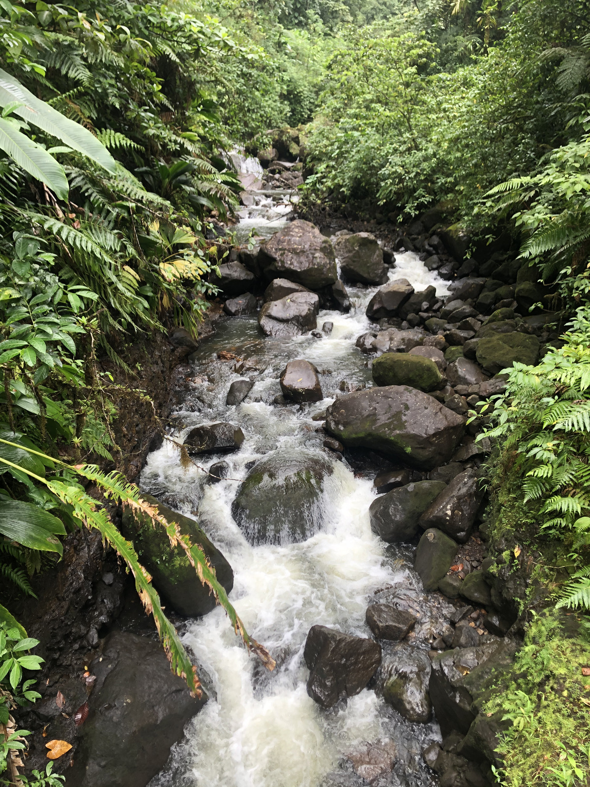 照片 瓜德罗普(Guadeloupe) 卡尔贝瀑布(Carbet Falls) 2021-02 2