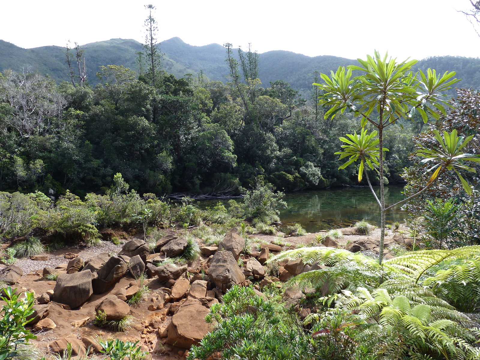 照片 新喀里多尼亚(New Caledonia) 蓝河公园(Parc de la Riviere Bleue) 2010-05 144