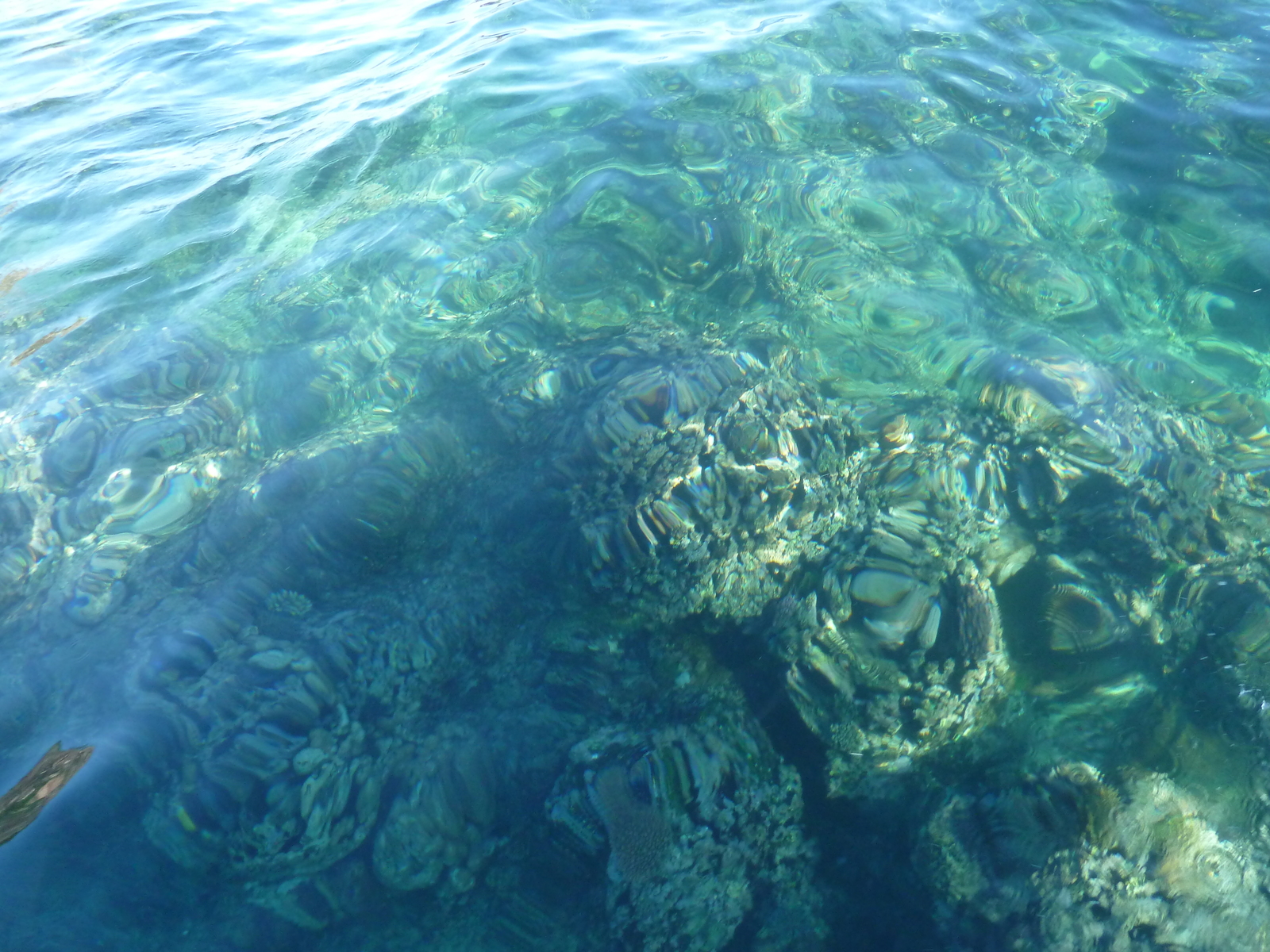 照片 斐济(Fiji) 漂流者岛(Castaway Island) 2010-05 169