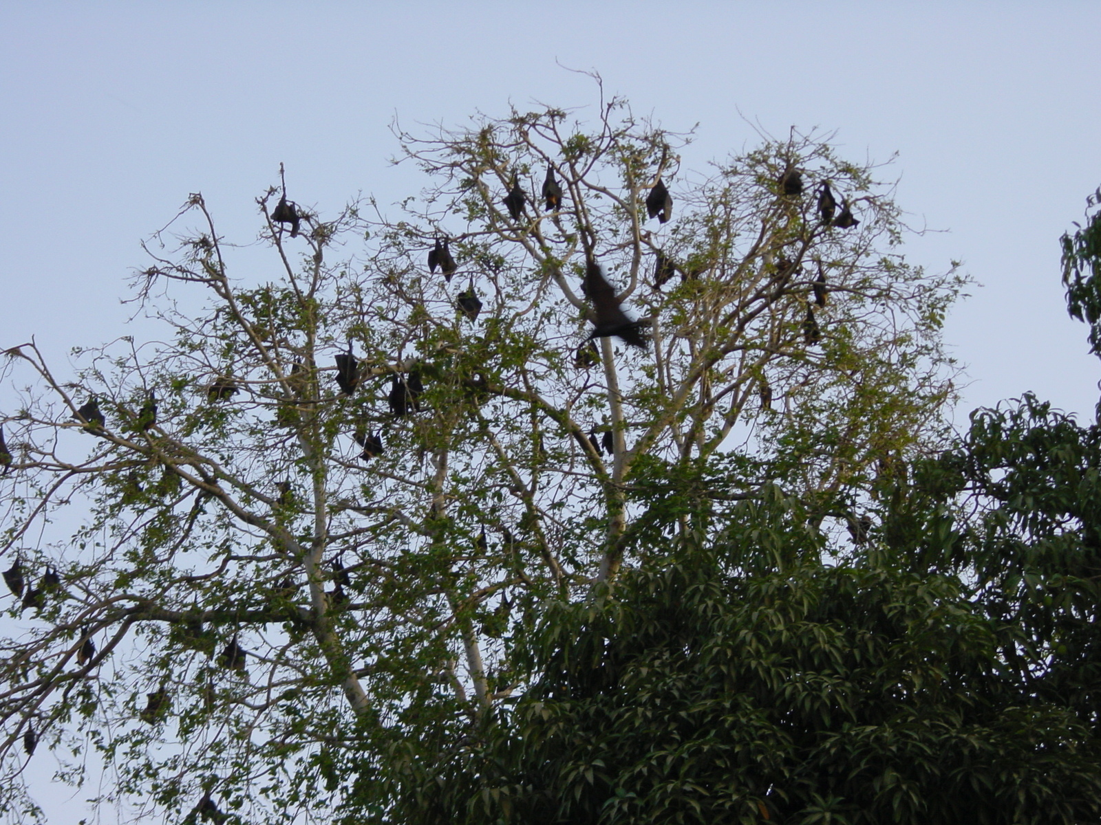 照片 印度(India) 乌代浦(Udaipur) 2003-05 20