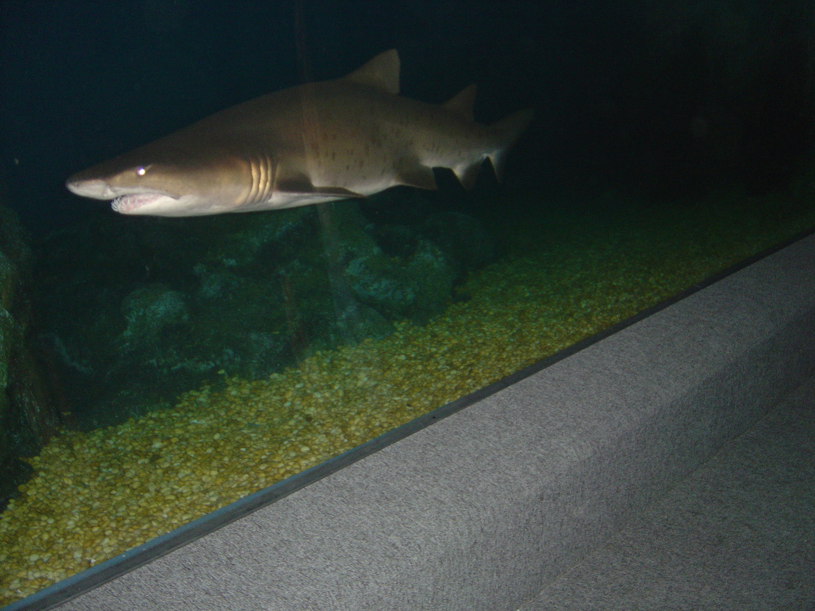 照片 泰国(Thailand) 曼谷(Bangkok) 暹罗海洋世界(Siam Ocean World) 2005-12 42
