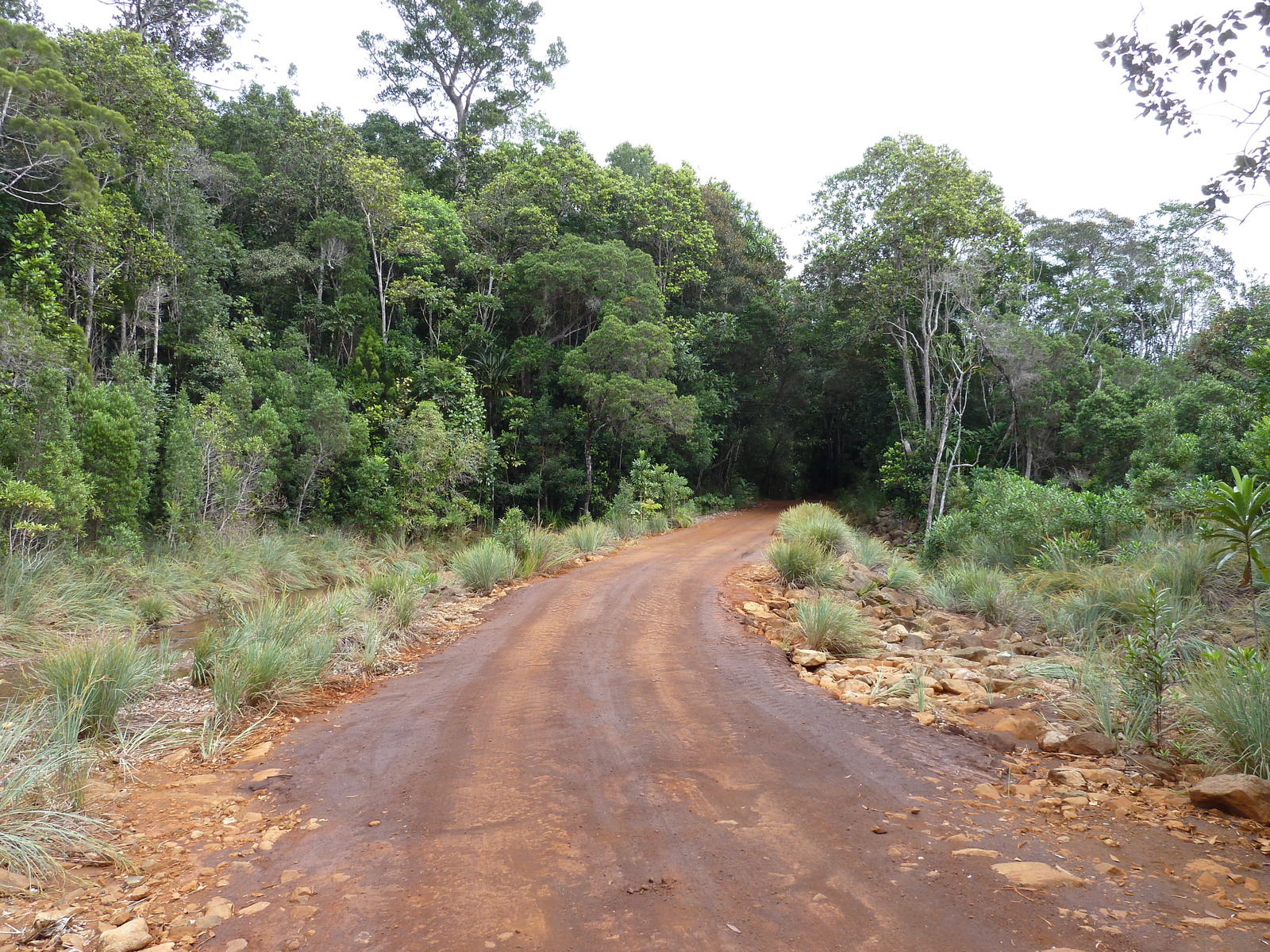 照片 新喀里多尼亚(New Caledonia) 蓝河公园(Parc de la Riviere Bleue) 2010-05 96