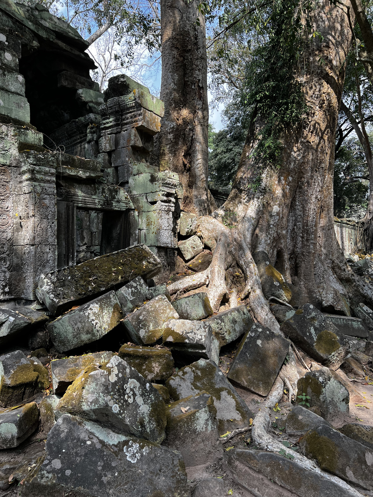 照片 柬埔寨(Cambodia) 暹粒(Siem Reap) 塔布茏寺(Ta Prohm) 2023-01 98