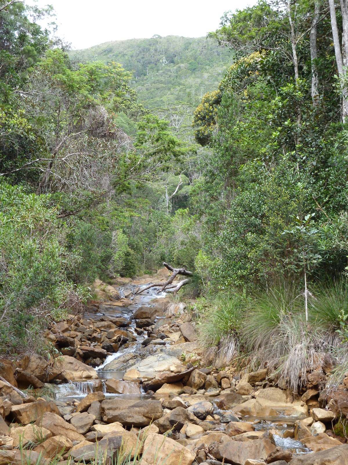 照片 新喀里多尼亚(New Caledonia) 蓝河公园(Parc de la Riviere Bleue) 2010-05 124