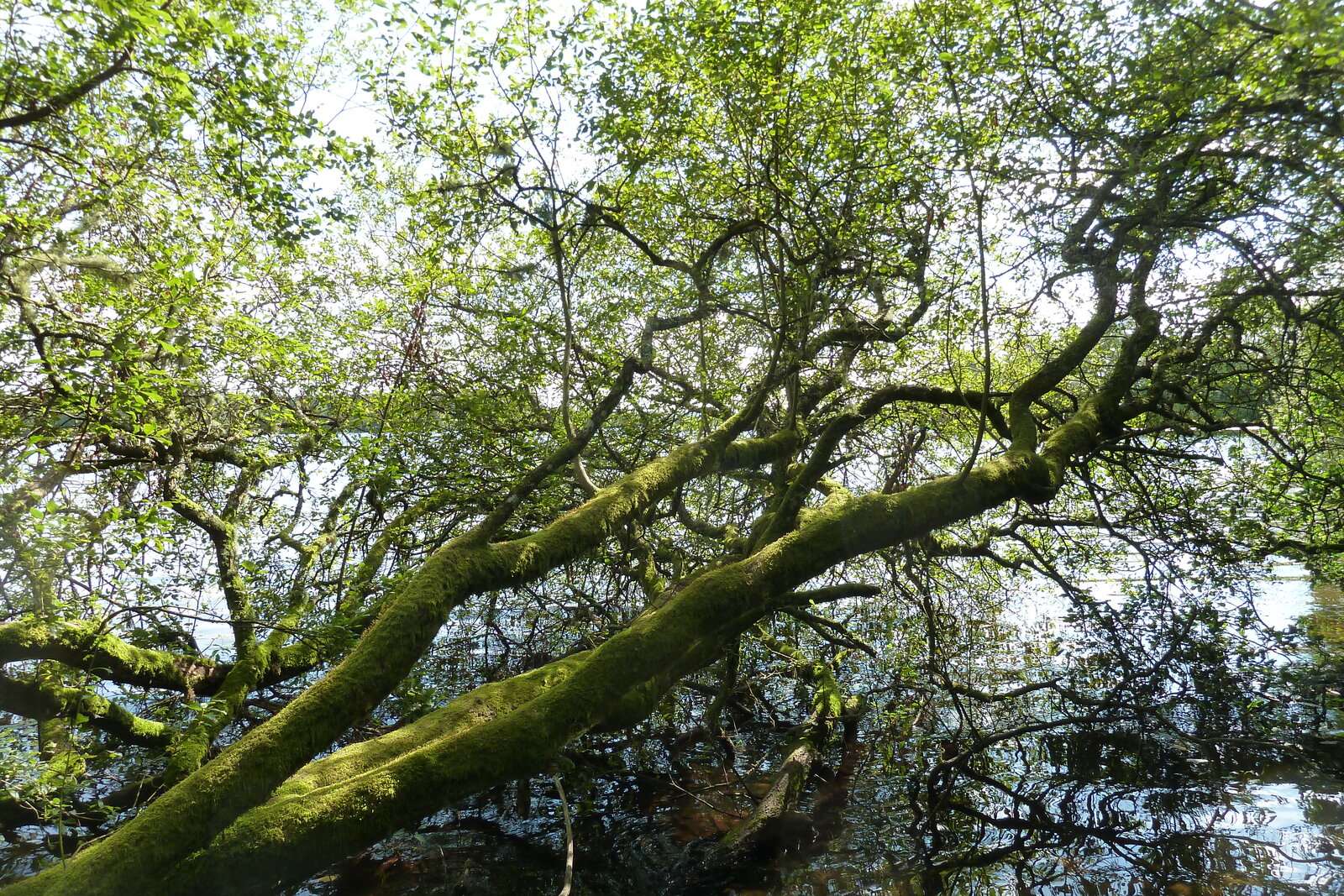 照片 英国(United Kingdom) 苏格兰(Scotland) 英奇马霍姆修道院(Inchmahome Priory) 2011-07 14