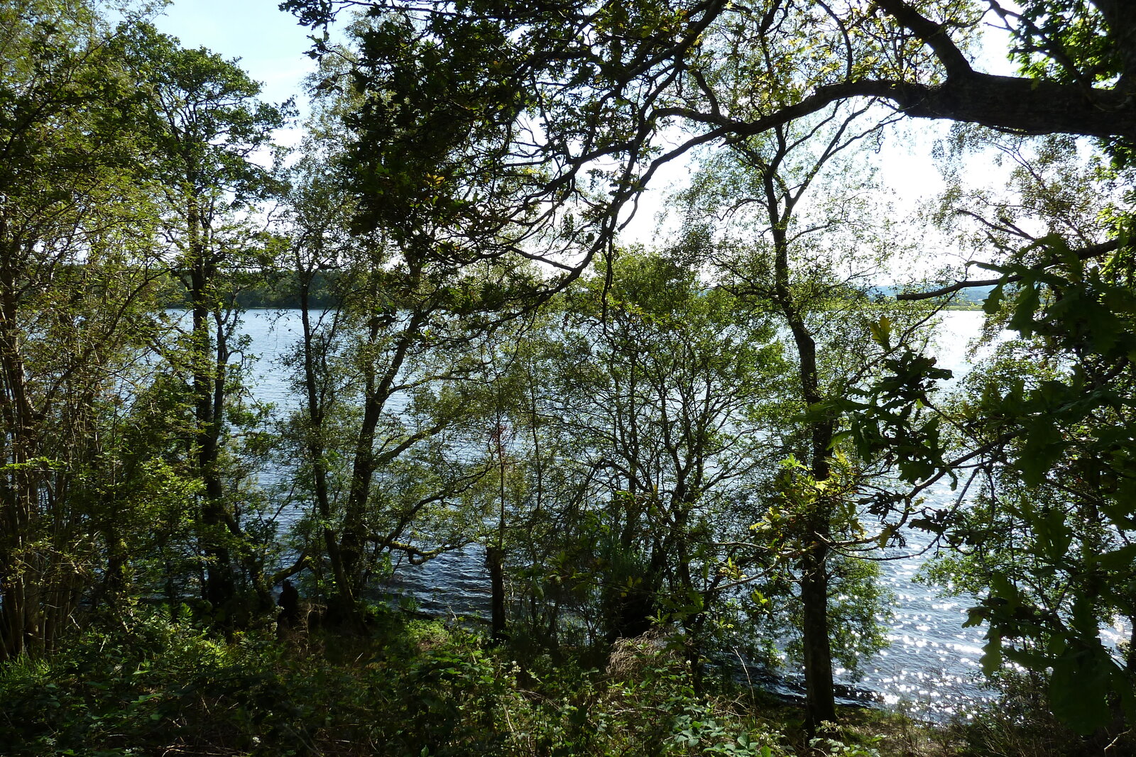 照片 英国(United Kingdom) 苏格兰(Scotland) 英奇马霍姆修道院(Inchmahome Priory) 2011-07 0