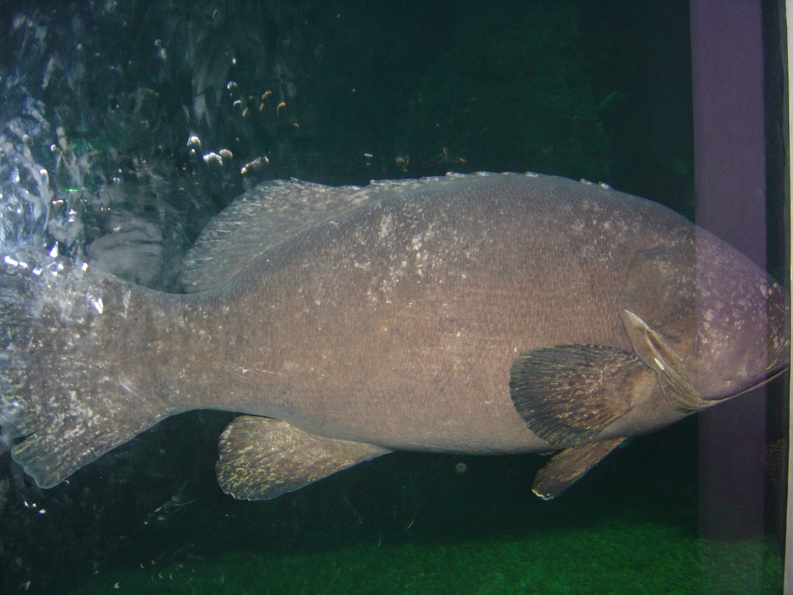 照片 泰国(Thailand) 曼谷(Bangkok) 暹罗海洋世界(Siam Ocean World) 2005-12 25