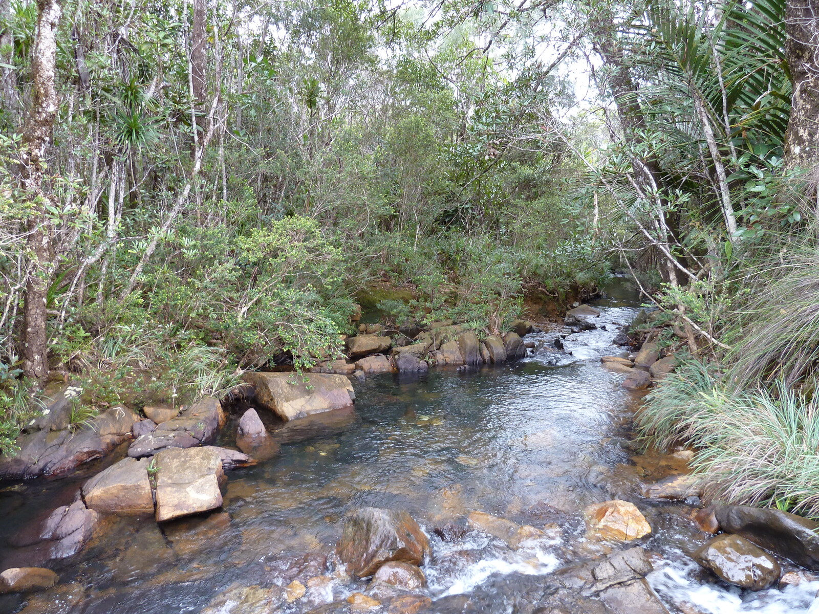 照片 新喀里多尼亚(New Caledonia) 蓝河公园(Parc de la Riviere Bleue) 2010-05 65