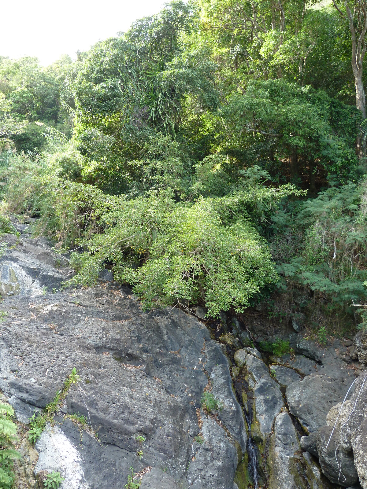 照片 新喀里多尼亚(New Caledonia) 通图塔至蒂奥公路(Tontouta to Thio road) 2010-05 40