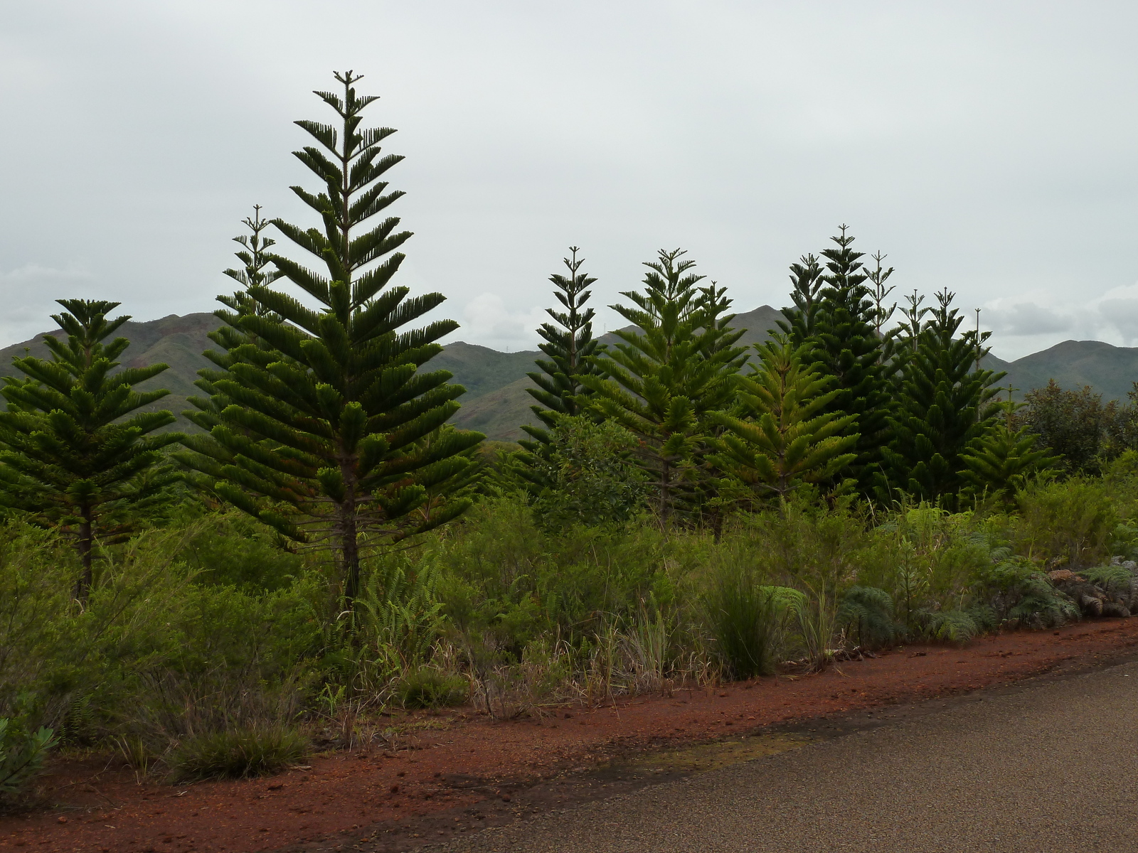 照片 新喀里多尼亚(New Caledonia) 蓝河公园(Parc de la Riviere Bleue) 2010-05 100
