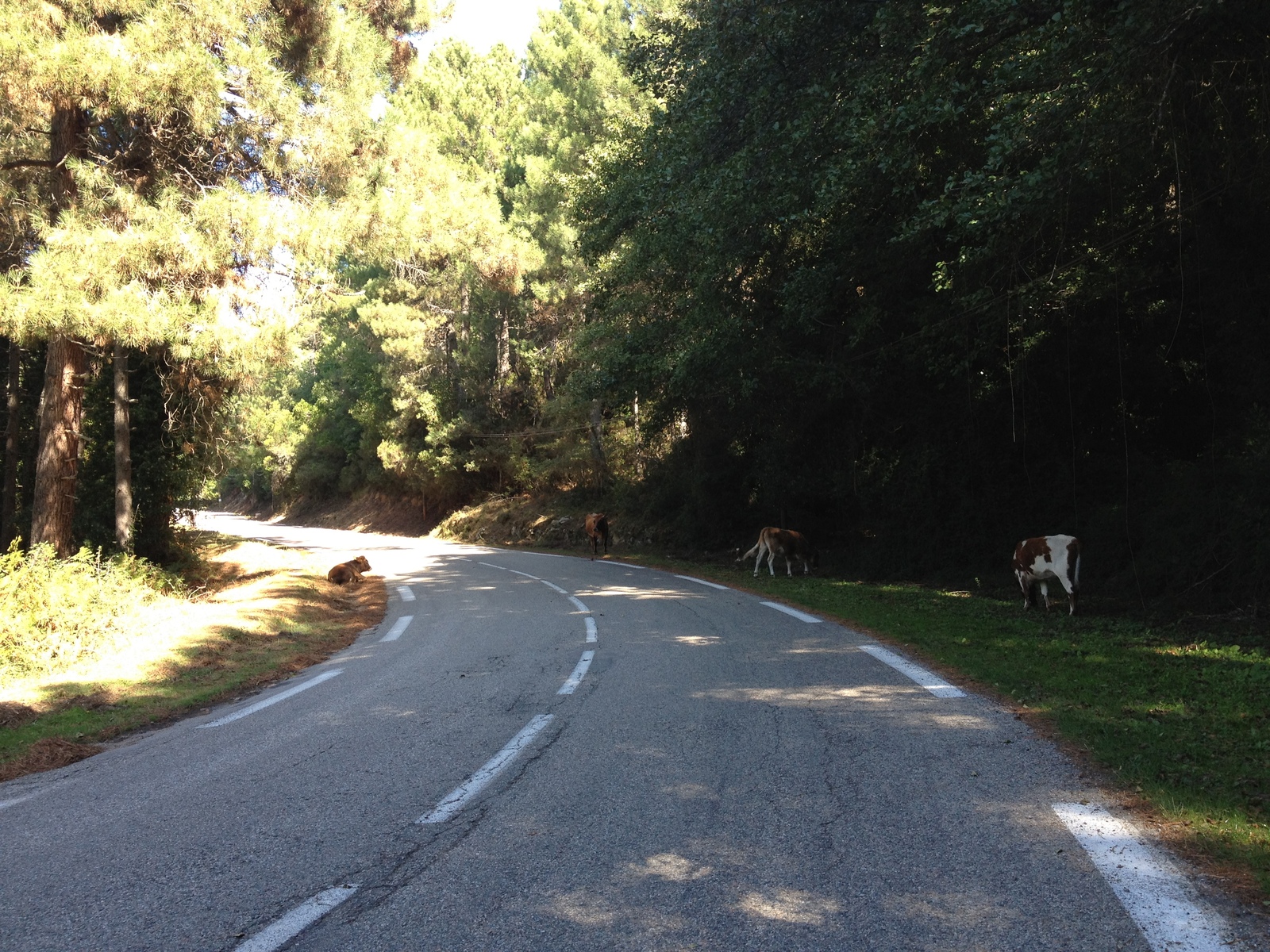 照片 法国(France) 科西嘉岛(Corsica) 宗扎(Zonza) 2012-09 13