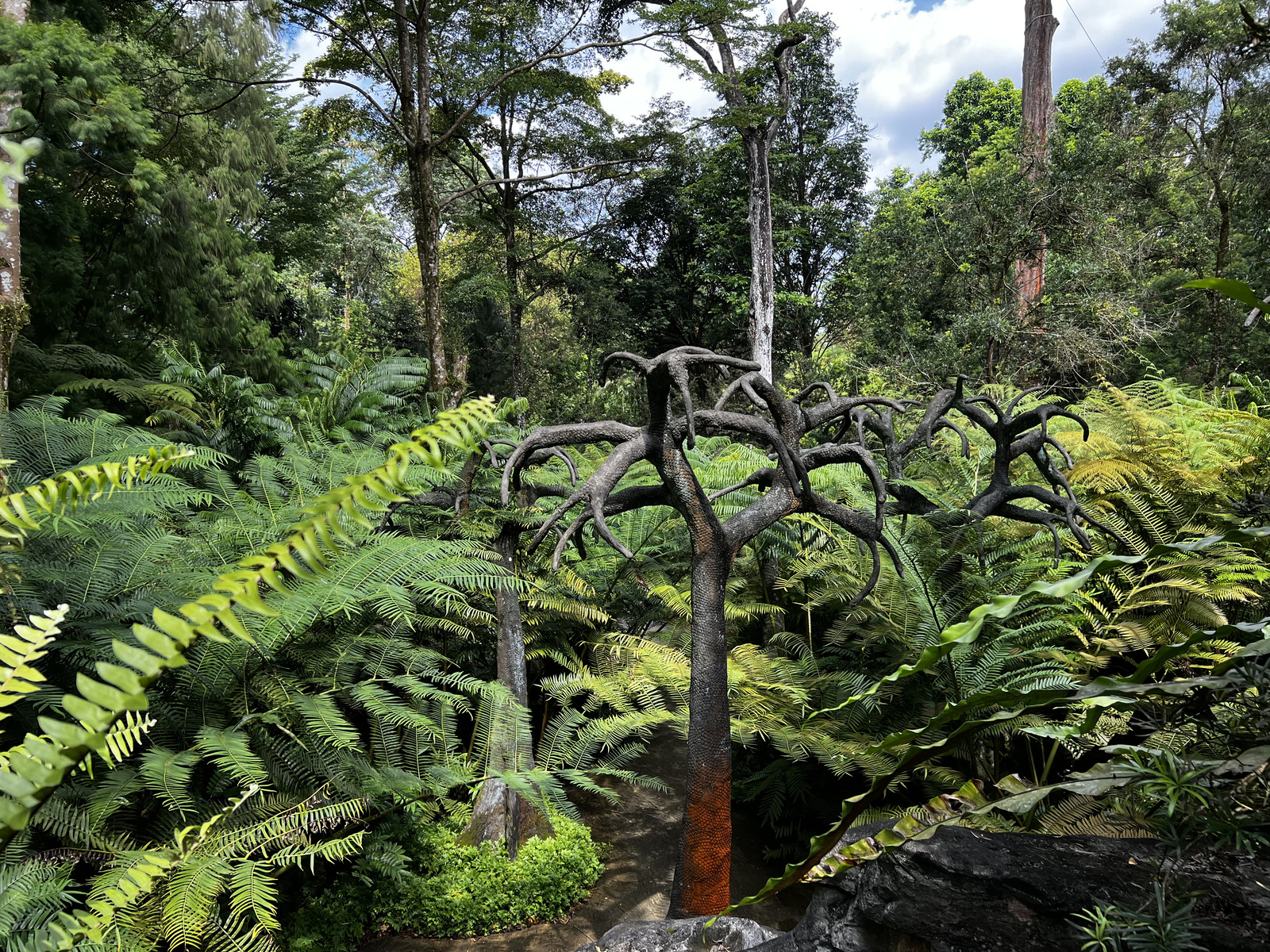 照片 新加坡(Singapore) 新加坡植物园(Singapore Botanic Gardens) 2023-01 60