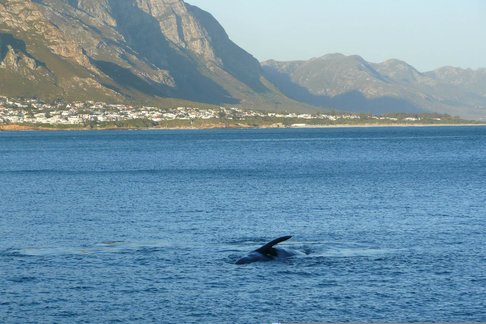 照片 南非(South Africa) 赫曼努斯(Harmanus) 2008-09 7