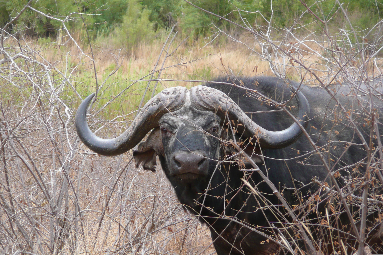 照片 南非(South Africa) 克鲁格国家公园(Kruger National Park) 萨布尔河(Sable River) 2008-09 77