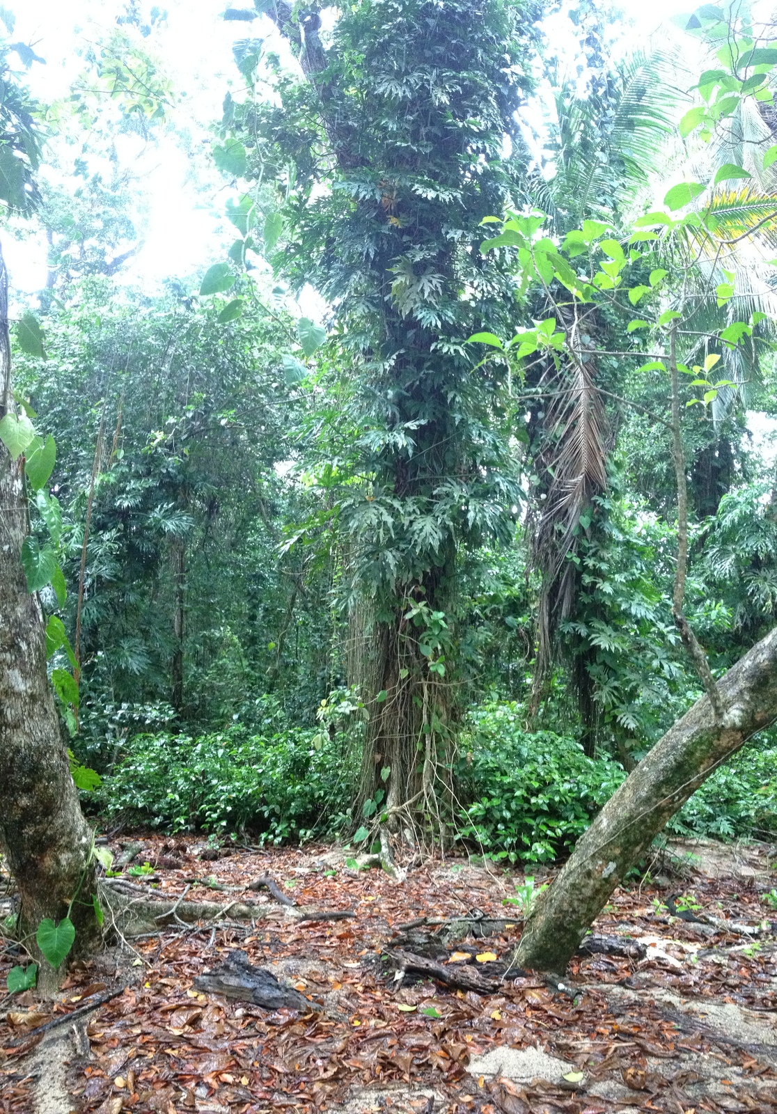 照片 哥斯达黎加(Costa Rica) 卡维塔(Cahuita) 2015-03 217