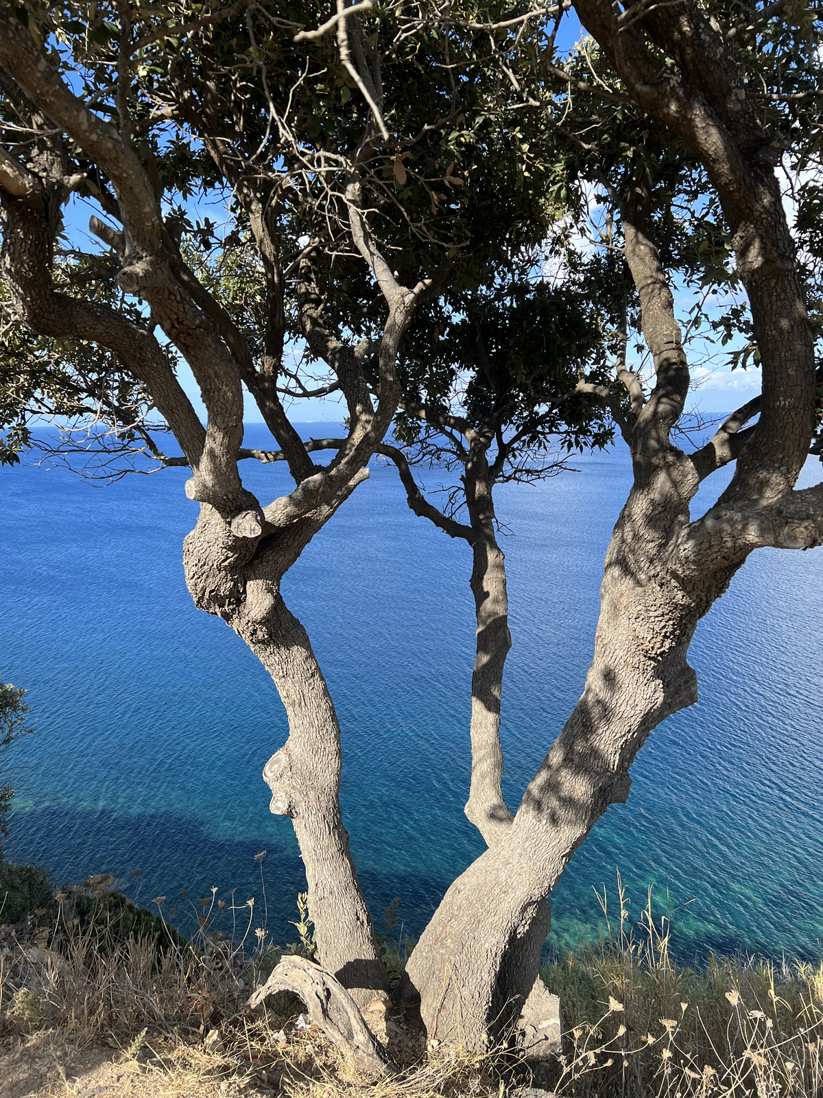 照片 意大利(Italy) 厄尔巴岛(Isola d'Elba) 2021-09 147