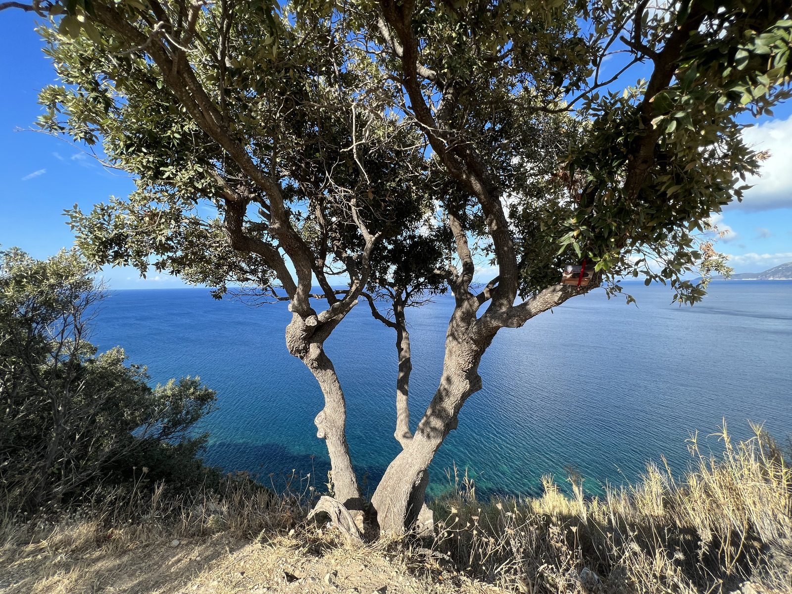 照片 意大利(Italy) 厄尔巴岛(Isola d'Elba) 2021-09 116