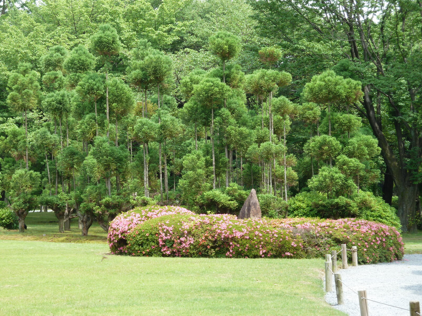 照片 日本(Japan) 京都(Kyoto) 二条城(Nijo Castle) 2010-06 100