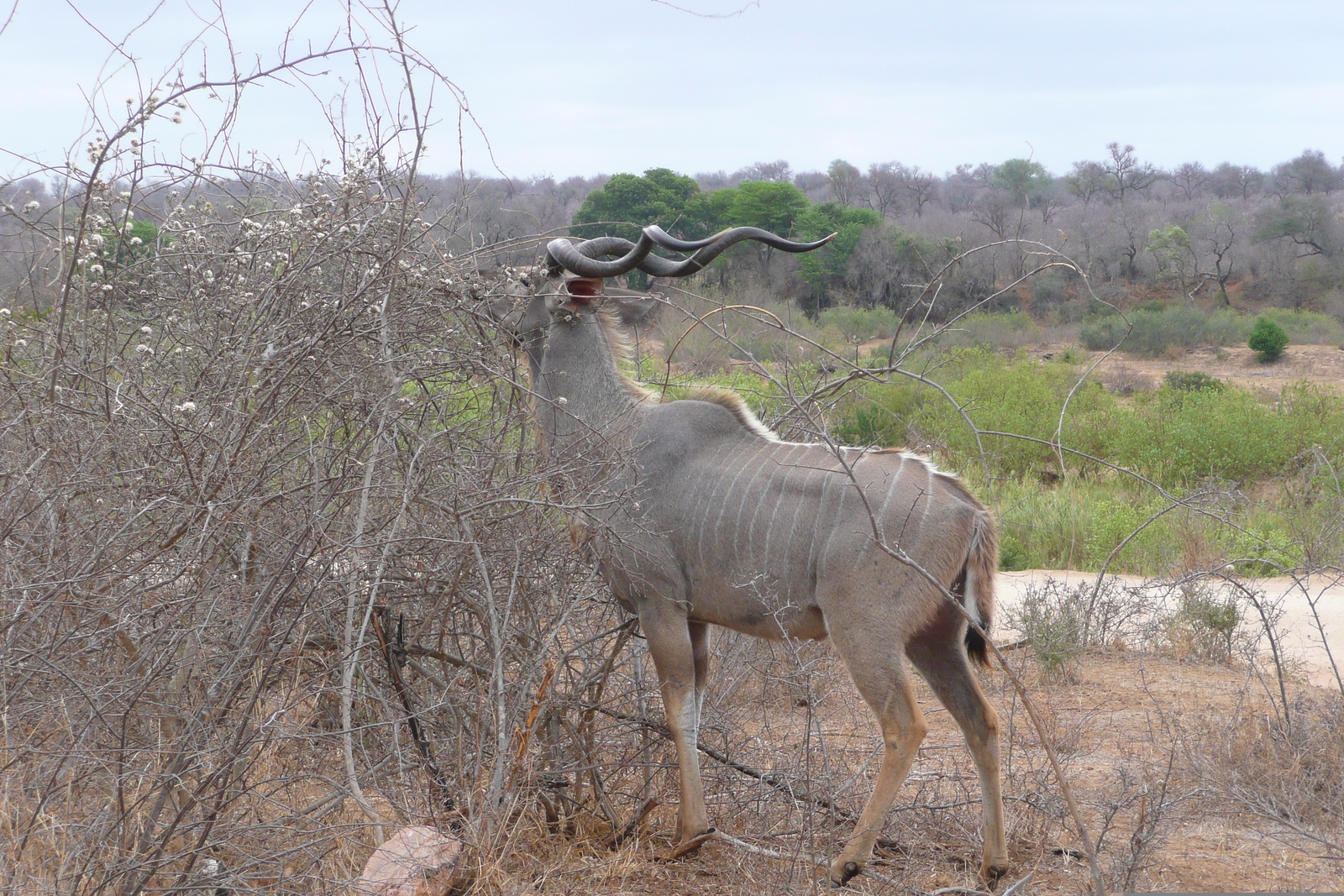 照片 南非(South Africa) 克鲁格国家公园(Kruger National Park) 萨布尔河(Sable River) 2008-09 8