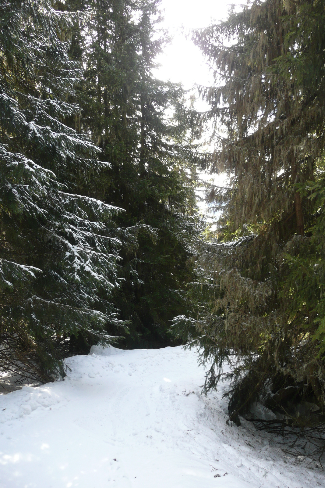 照片 法国(France) 梅杰夫(Megeve) 阿尔布瓦山(Mont d'Arbois) 2010-02 276
