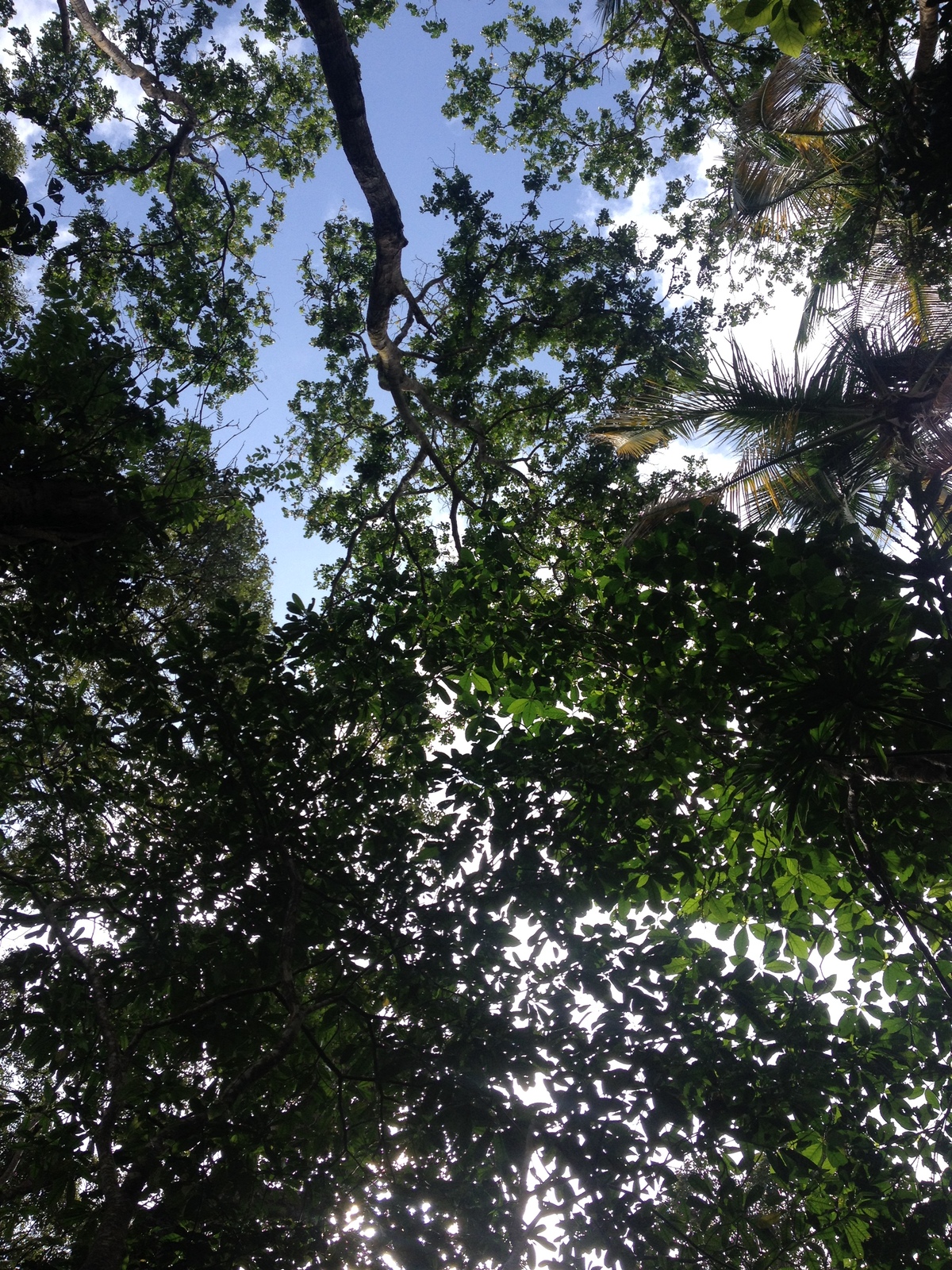 照片 哥斯达黎加(Costa Rica) 卡维塔(Cahuita) 2015-03 2