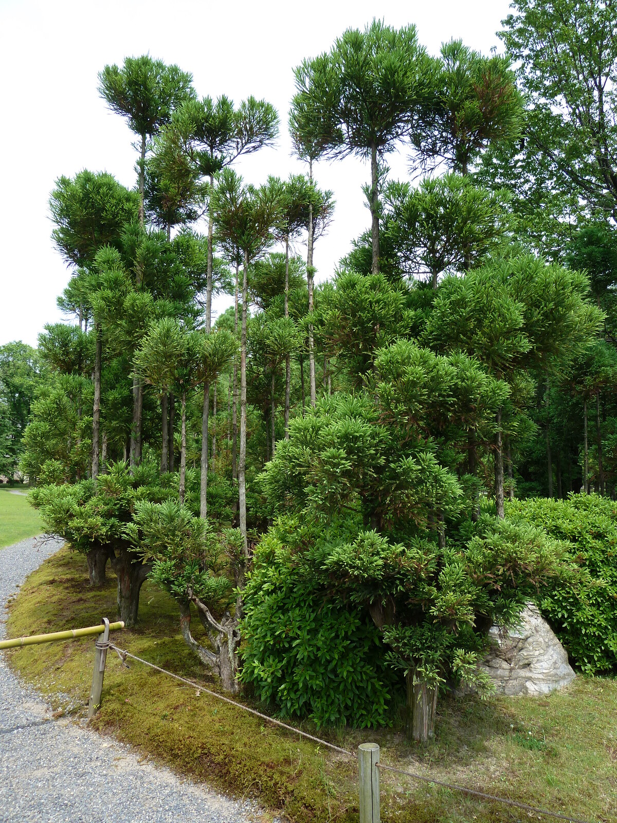 照片 日本(Japan) 京都(Kyoto) 二条城(Nijo Castle) 2010-06 23