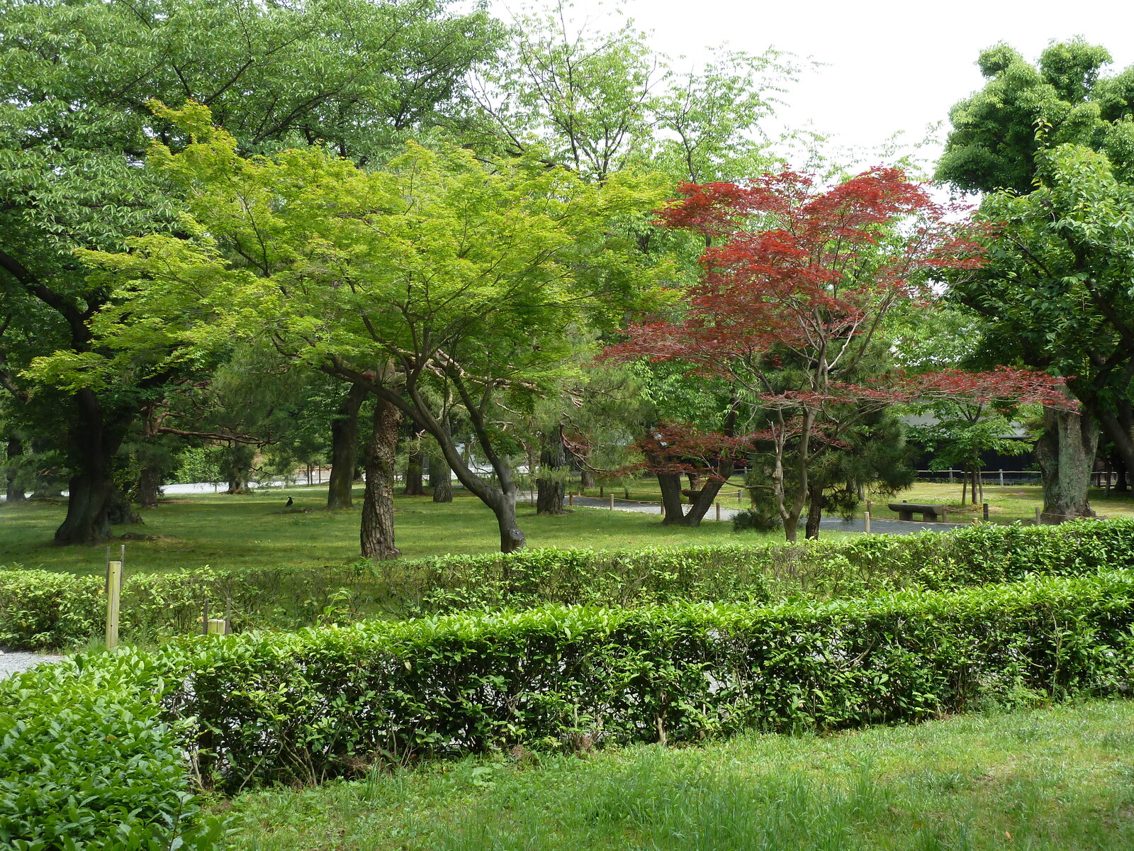 照片 日本(Japan) 京都(Kyoto) 二条城(Nijo Castle) 2010-06 39
