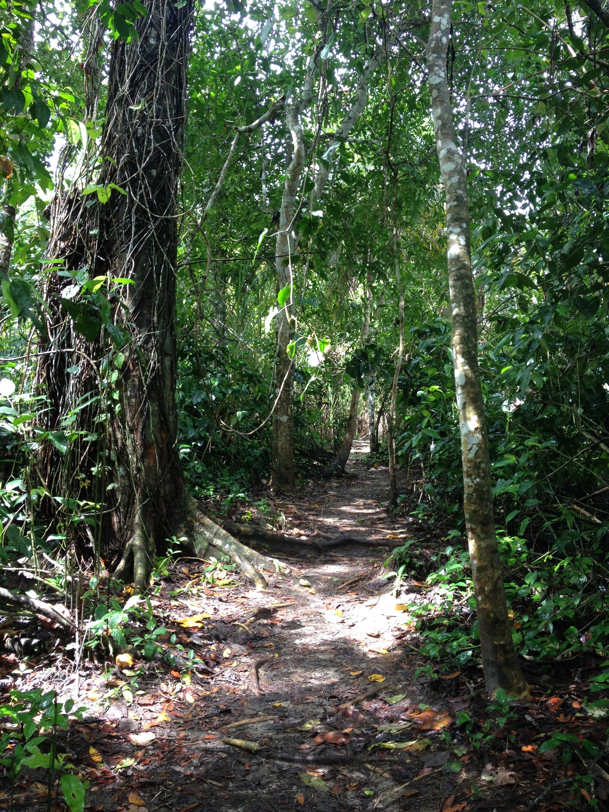 照片 哥斯达黎加(Costa Rica) 卡维塔(Cahuita) 2015-03 34