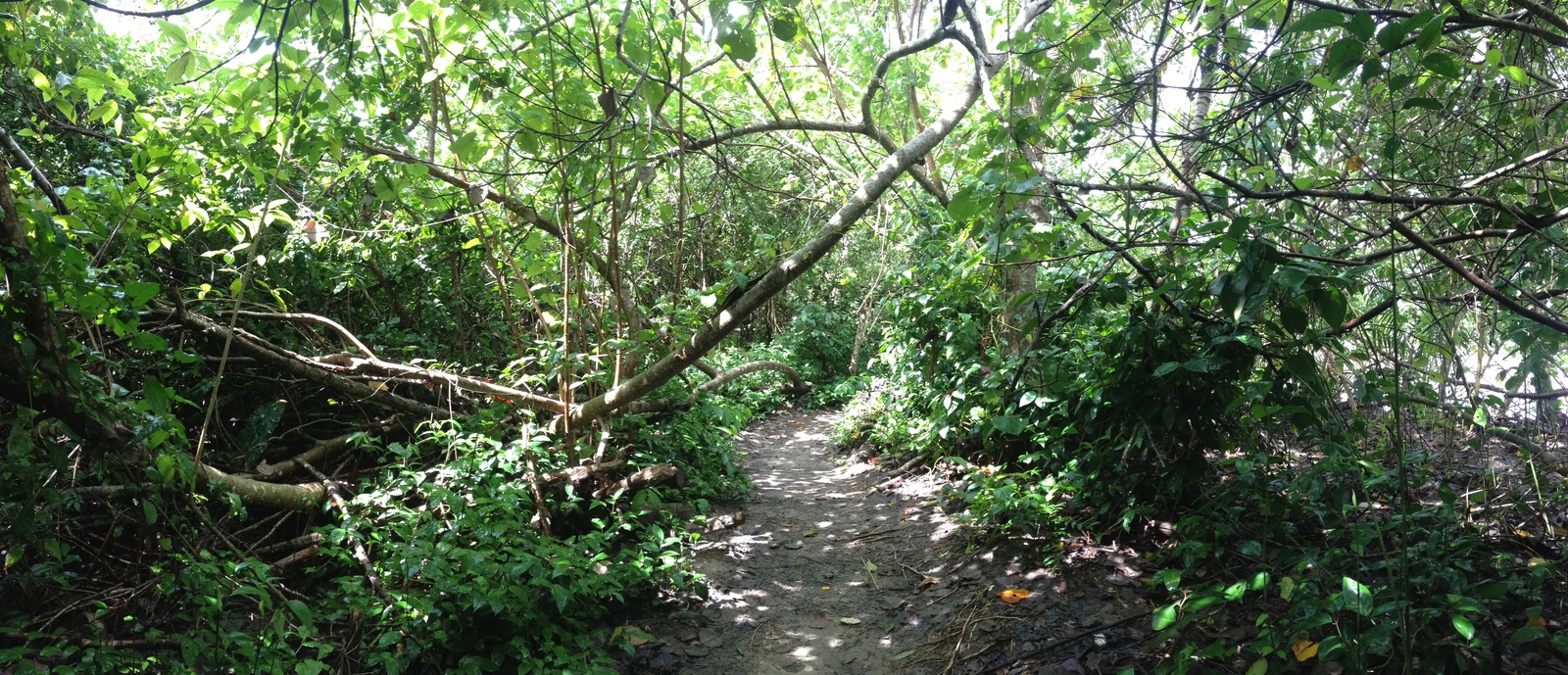 照片 哥斯达黎加(Costa Rica) 卡维塔(Cahuita) 2015-03 16