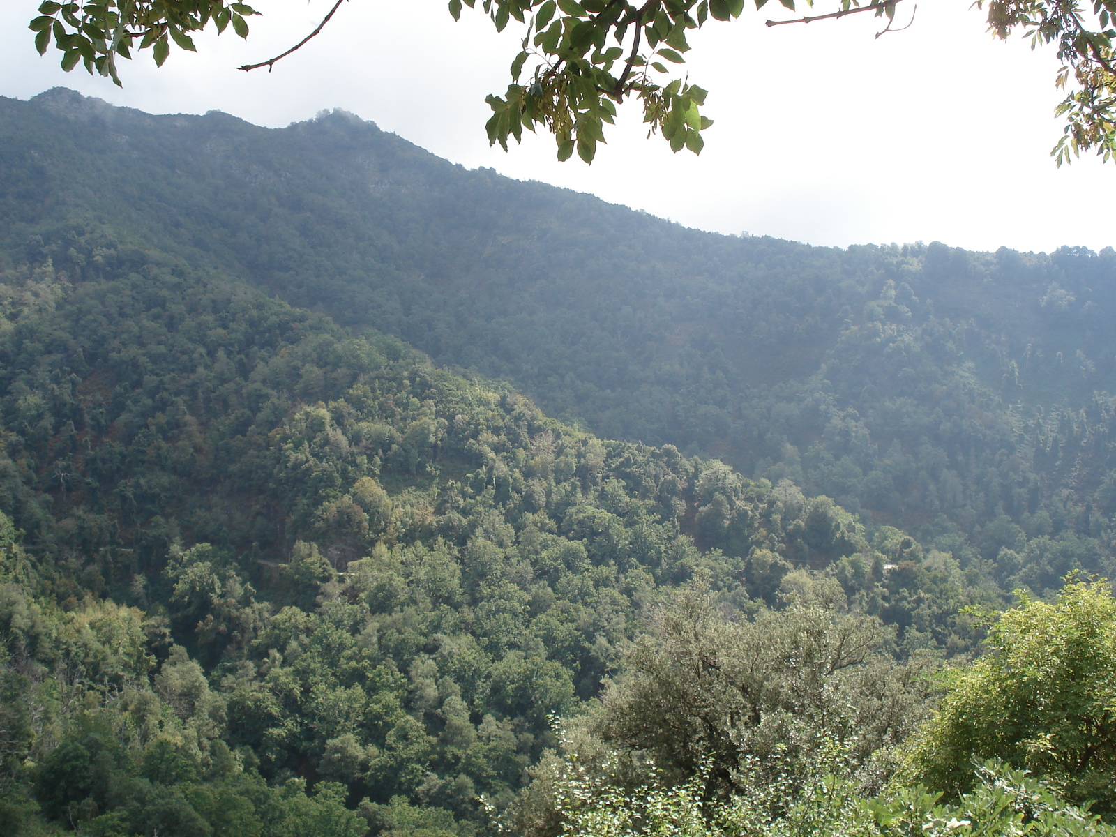 照片 法国(France) 科西嘉岛(Corsica) 阿莱萨尼山谷(Valle d'alesani) 2006-09 99