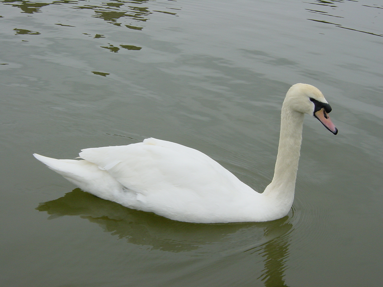 照片 英国(United Kingdom) 利兹城堡(Leeds castle) 2001-04 12