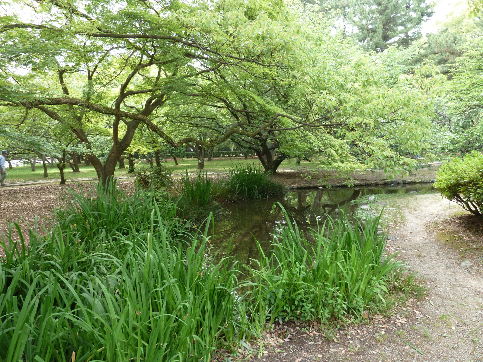 照片 日本(Japan) 京都(Kyoto) 京都御苑(Kyoto Gyoen Garden) 2010-06 53