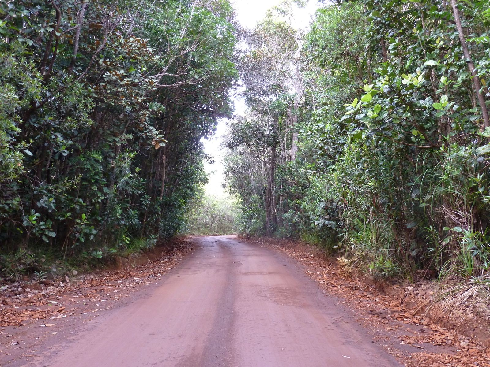 照片 新喀里多尼亚(New Caledonia) 蓝河公园(Parc de la Riviere Bleue) 2010-05 59