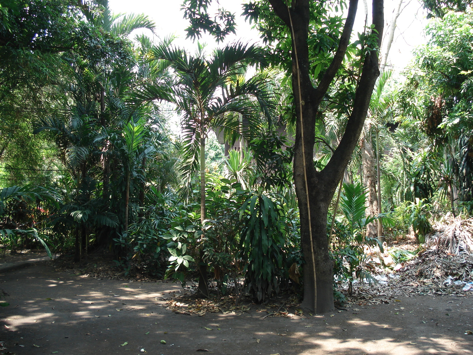 照片 泰国(Thailand) 清迈(Chiang Mai) 护城河内(Inside Canal) 拉查丹嫩路（步行街）(Rad Cha Dom Nurn (Walking Street)) 2006-04 29