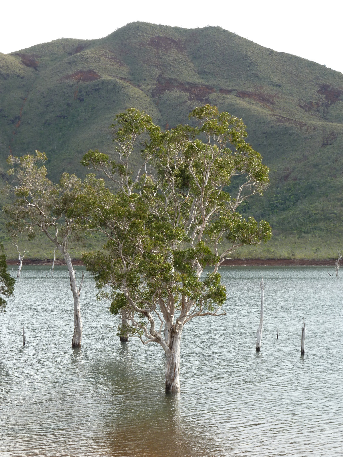 照片 新喀里多尼亚(New Caledonia) 2010-05 58