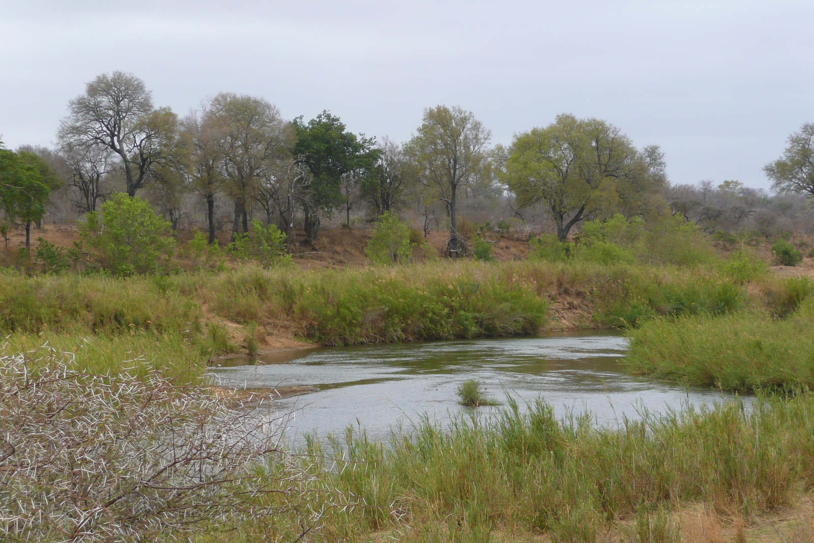 照片 南非(South Africa) 克鲁格国家公园(Kruger National Park) 萨布尔河(Sable River) 2008-09 17