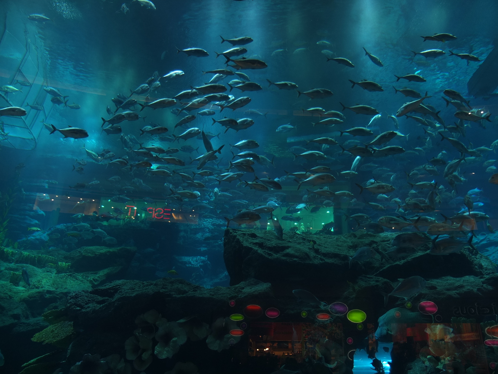 照片 阿联酋(United Arab Emirates) 迪拜(Dubai) 迪拜购物中心(The Dubai Mall) 2011-12 83